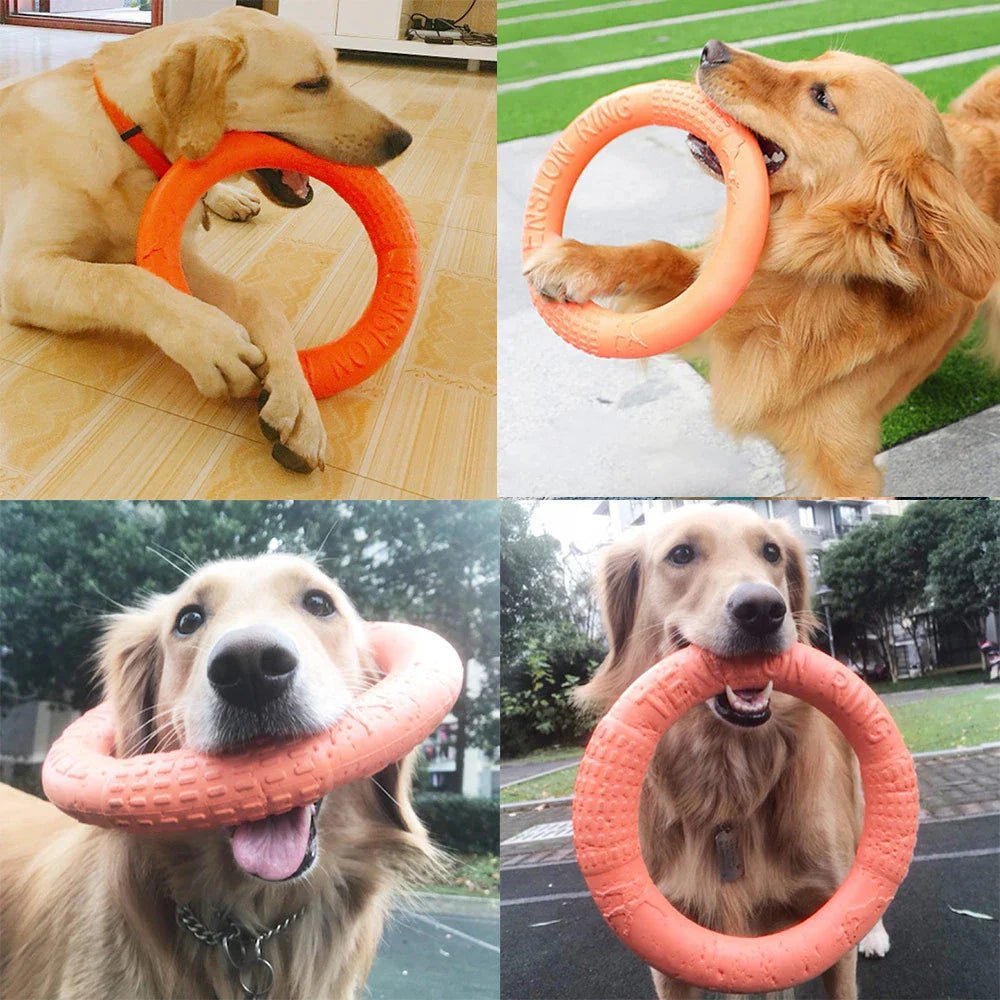 DogTrainingRing™ - Chiensecure