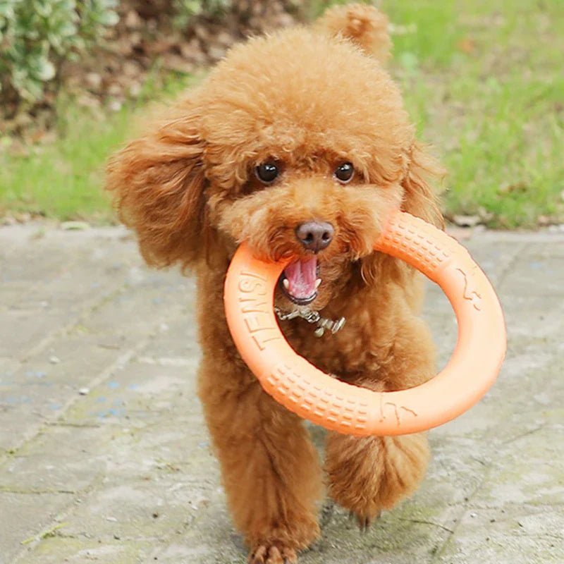 DogTrainingRing™ - Chiensecure