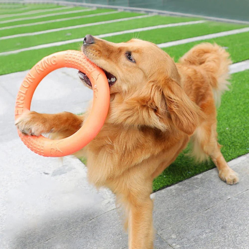 DogTrainingRing™ - Chiensecure