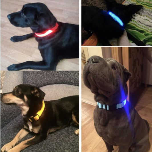 LedCollar™ - Collier à LED rechargeable pour chien - Chiensecure